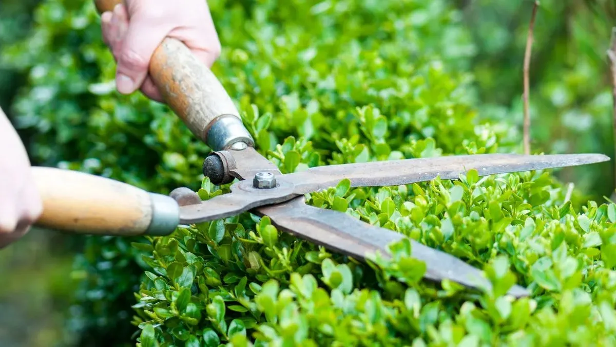 Planting and transplanting image background image