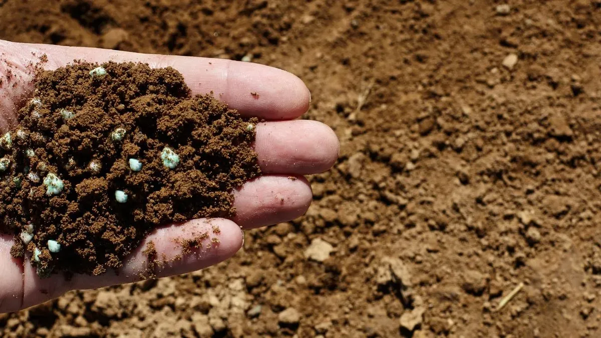 Pruning image background image