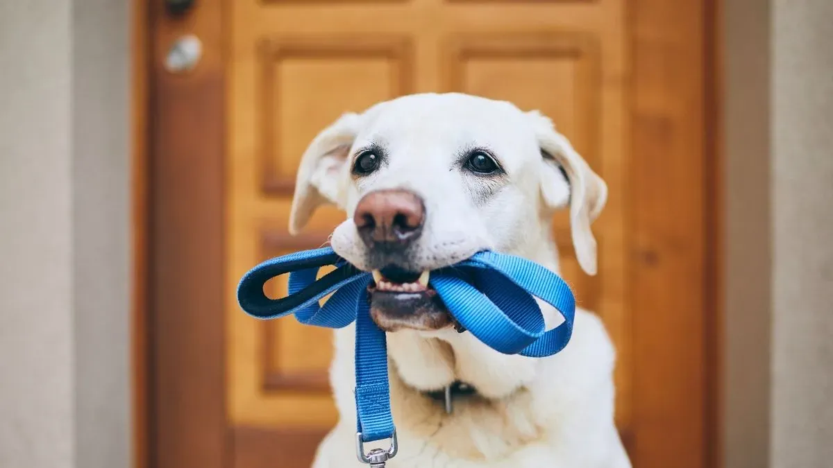 Dog Walking image background image