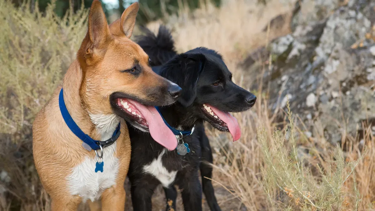 Dog Patrols and Handling image background image