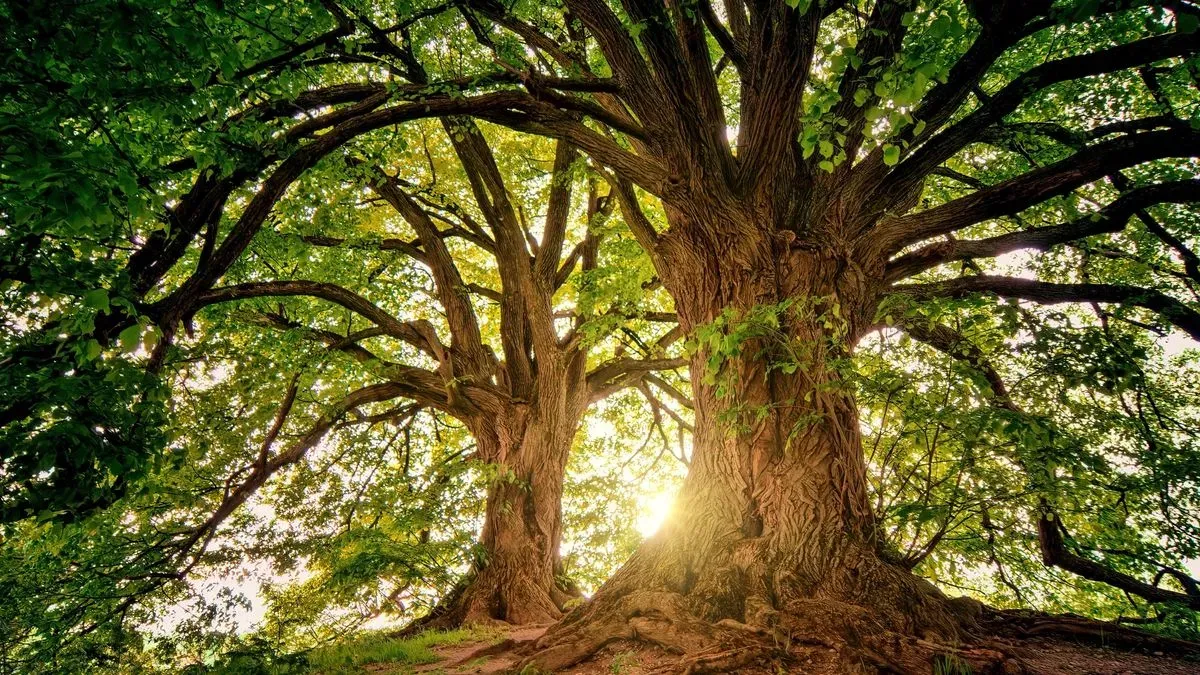 Descriptive text for the image