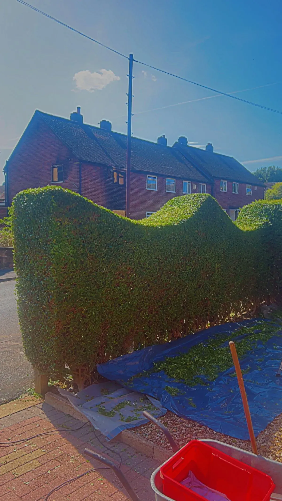 Hedge Trimming