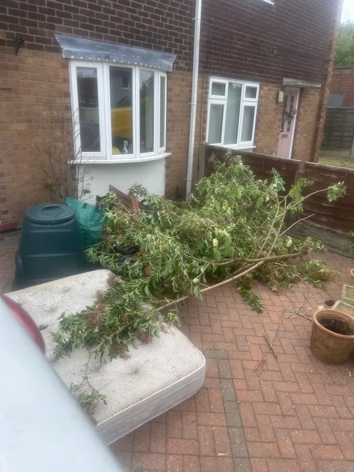 Small Tree Removal