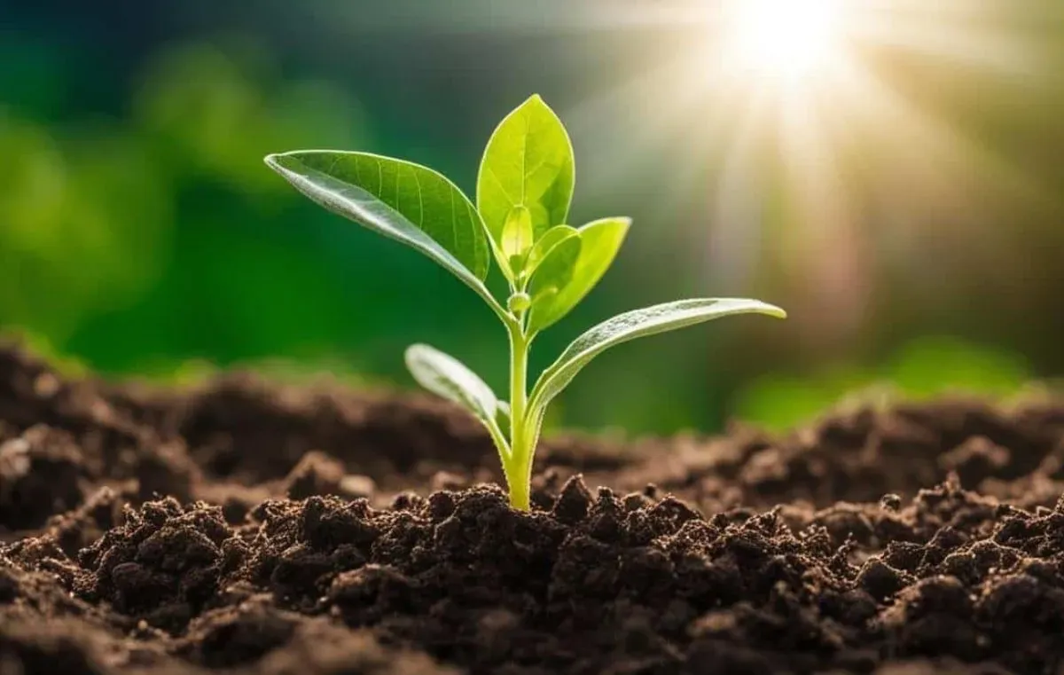 Person Centred Therapy image