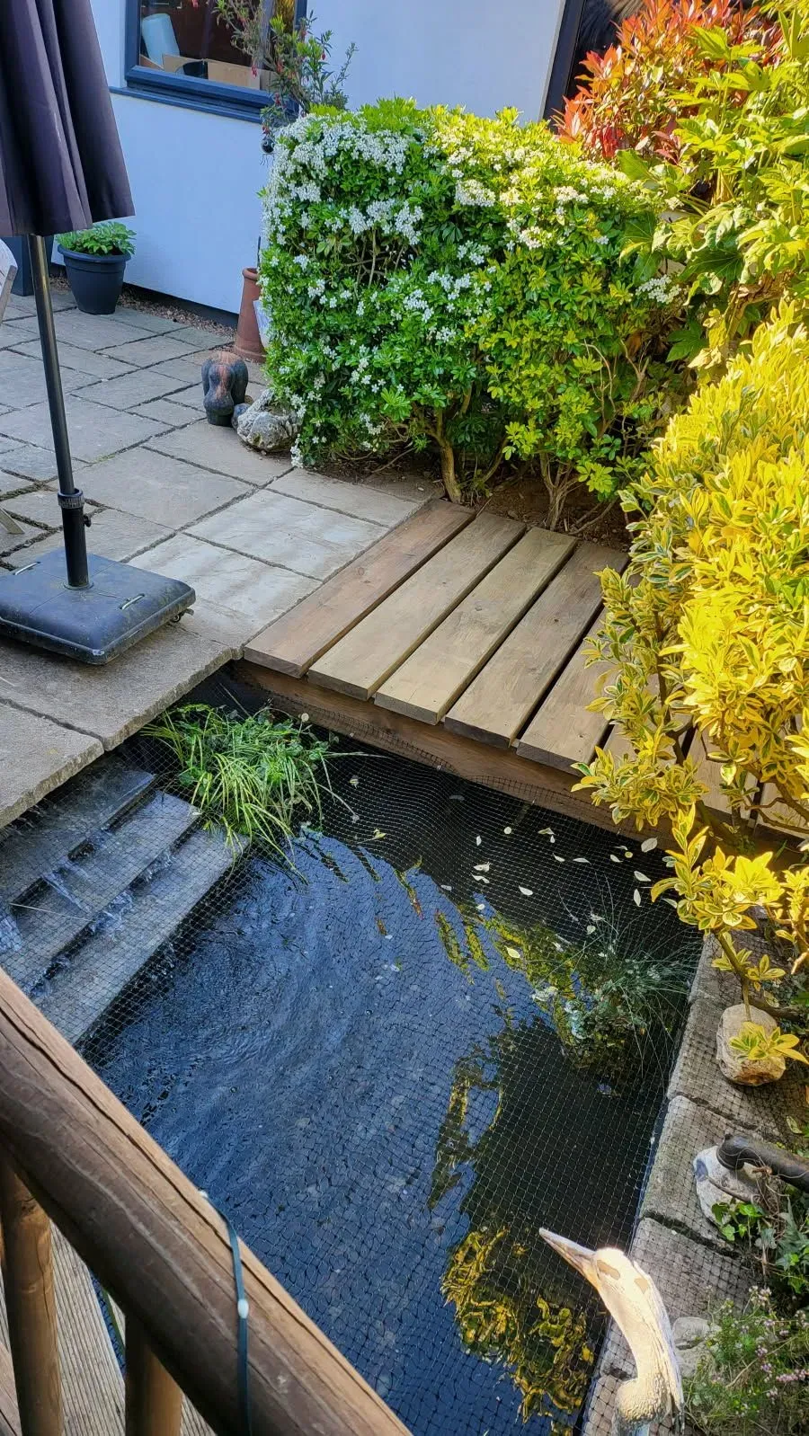 Close-up of a serene pond with aquatic plants in Attleborough