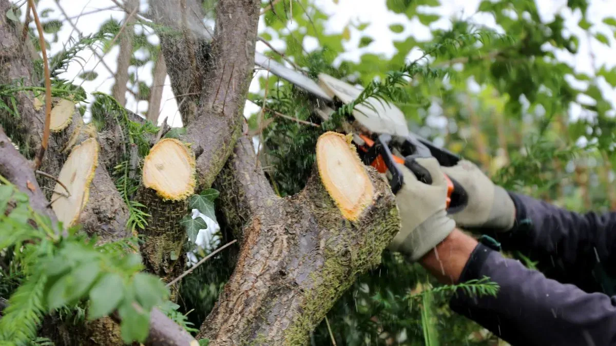 Before and after tree surgery in Attleborough