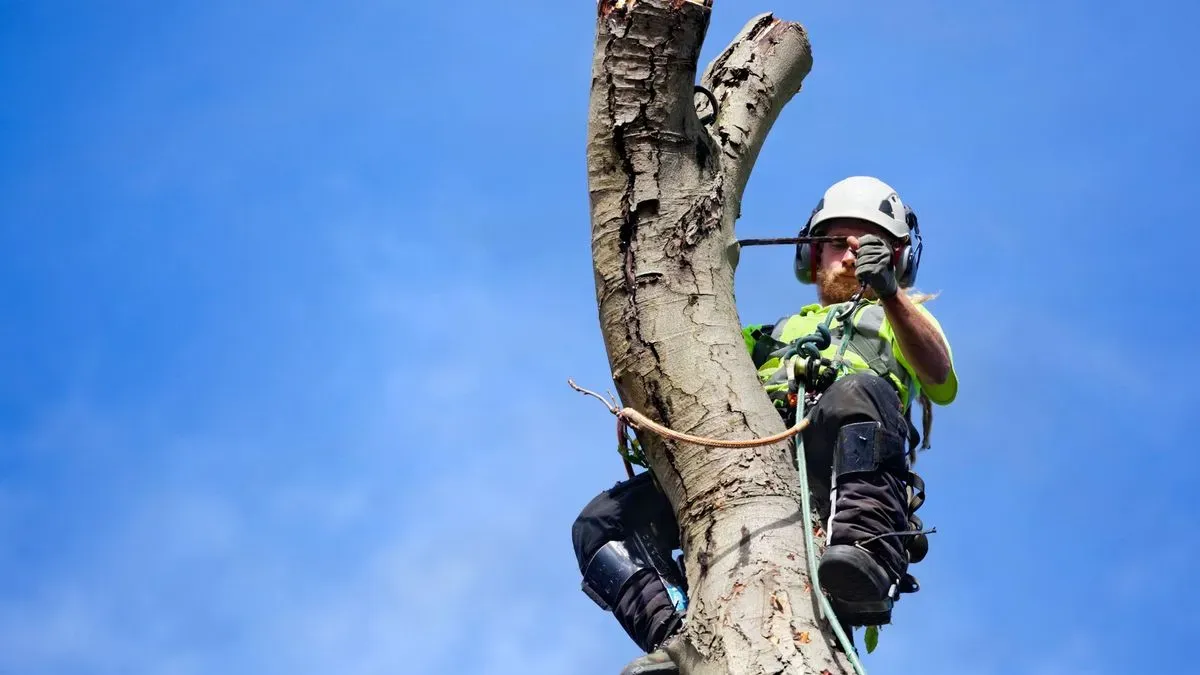 Team member removing dead branches at Attleborough property