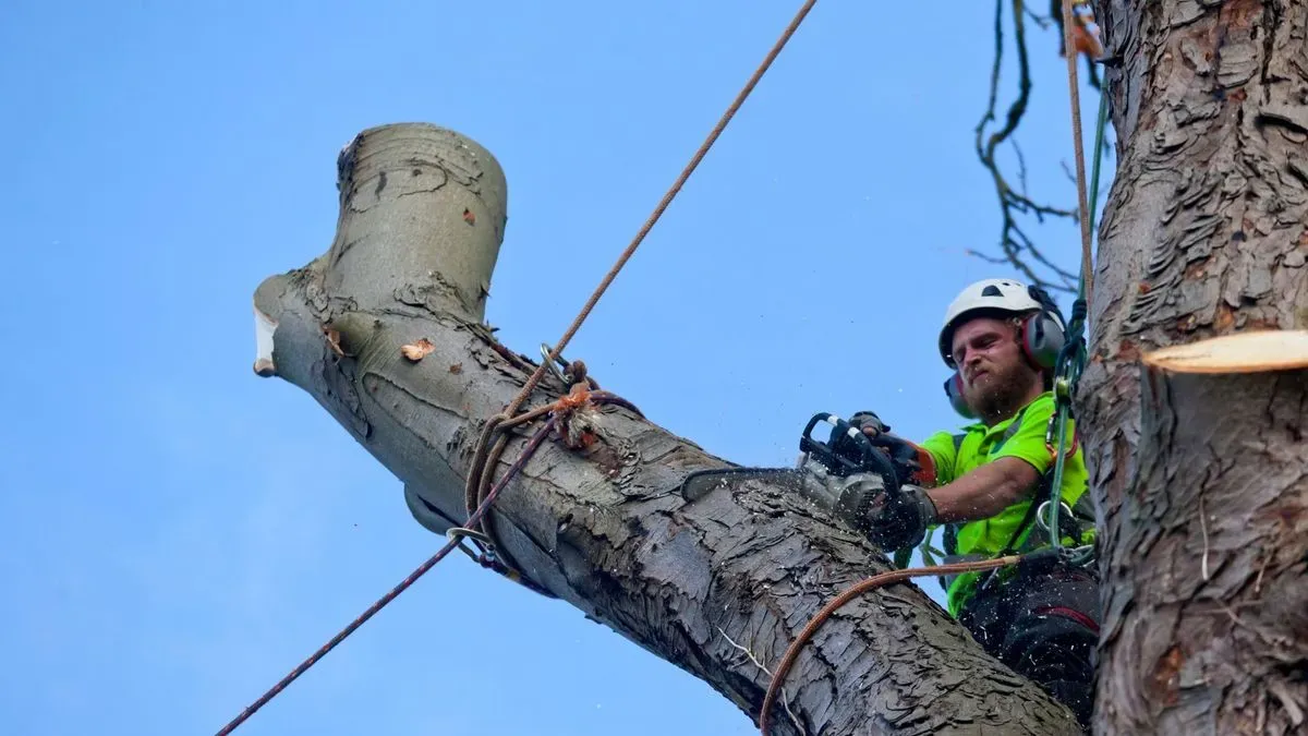 Local tree surgeon providing maintenance in Attleborough