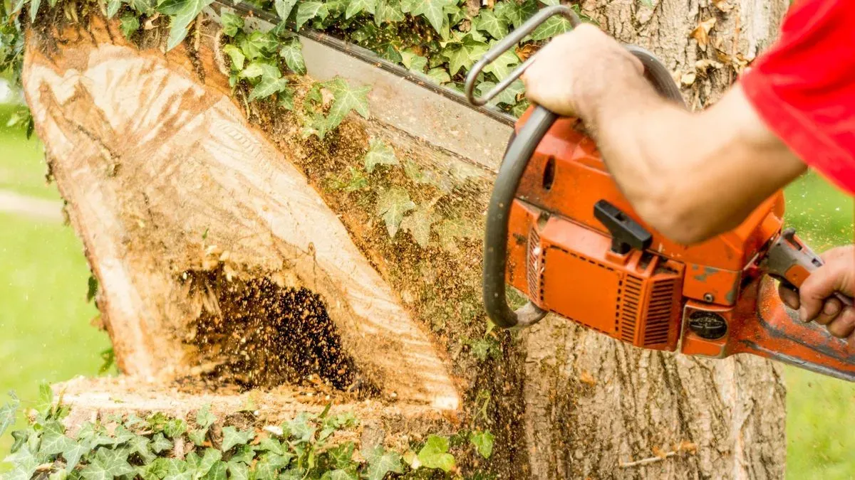 Tree cutting services in beautiful Attleborough setting