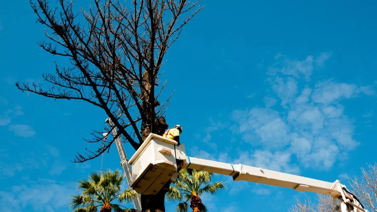 Expert assessment of trees in Attleborough
