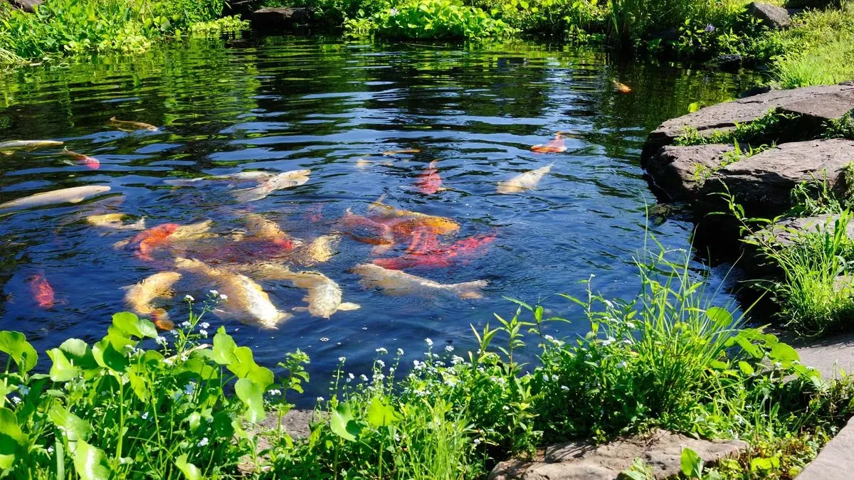 Local garden pond design consultation with homeowners in Attleborough