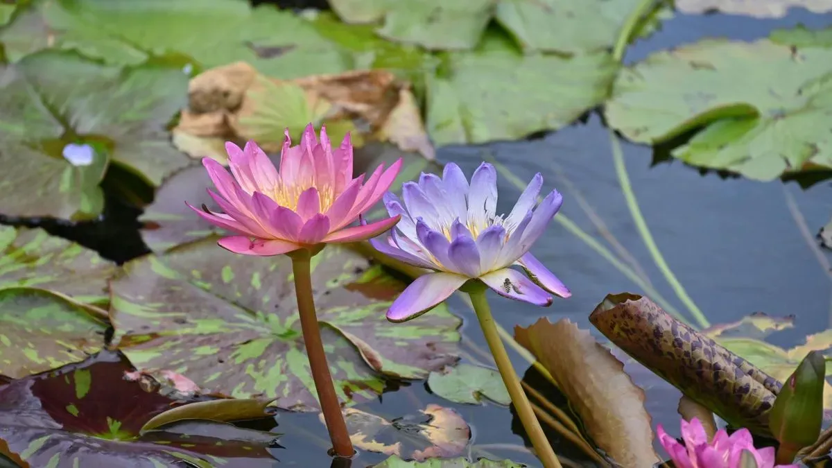 Beautiful koi pond created by Hilton and Green Landscaping