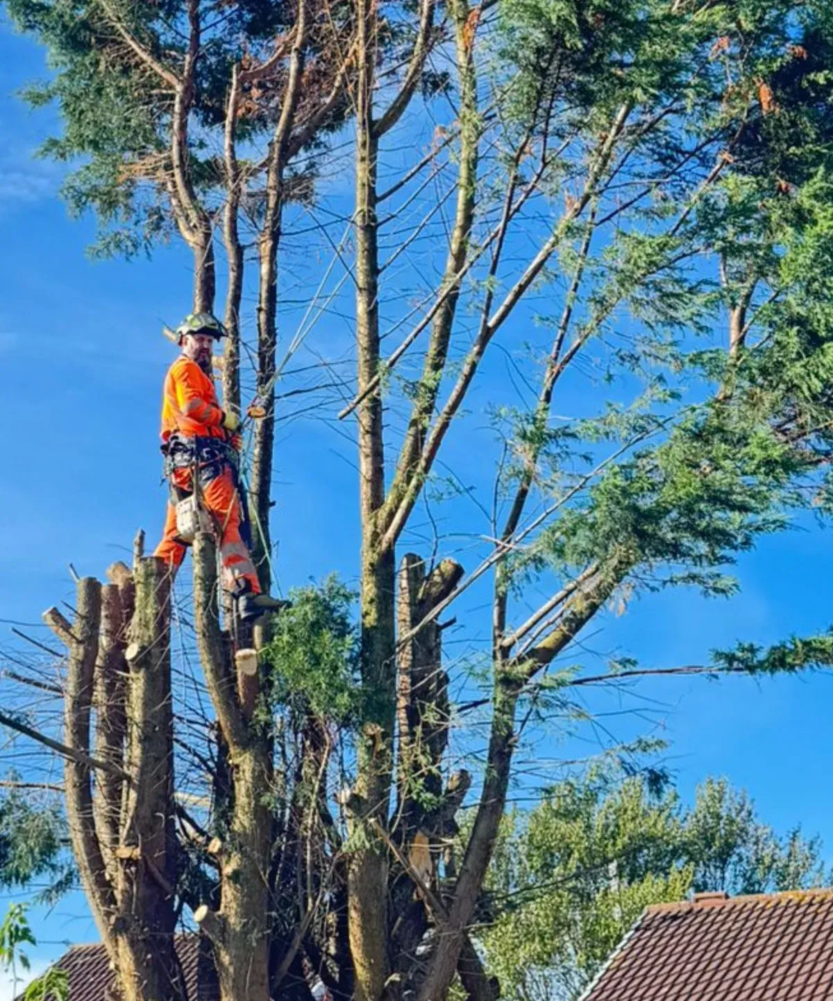 Tree removal image background image
