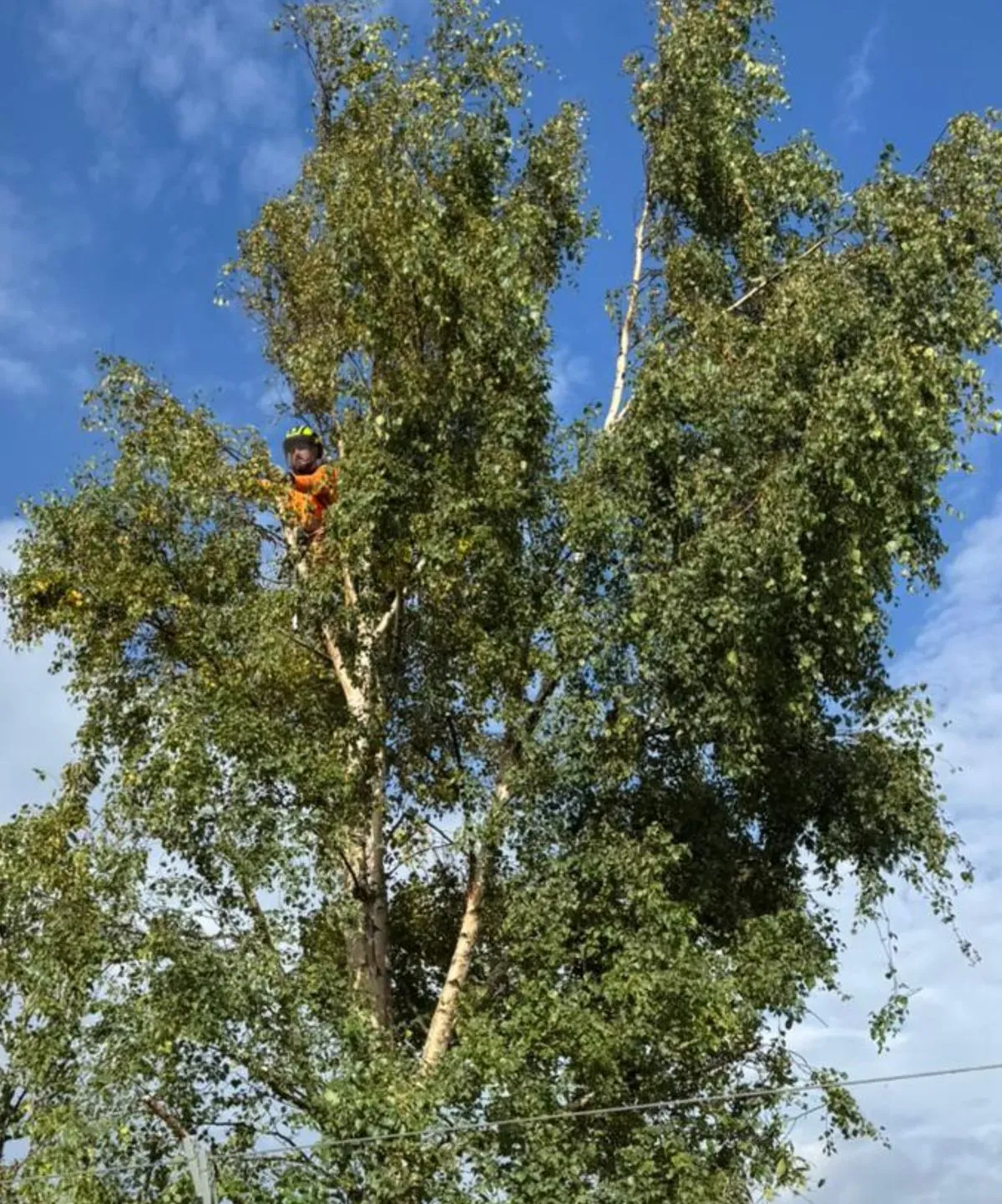 Tree trimming image background image