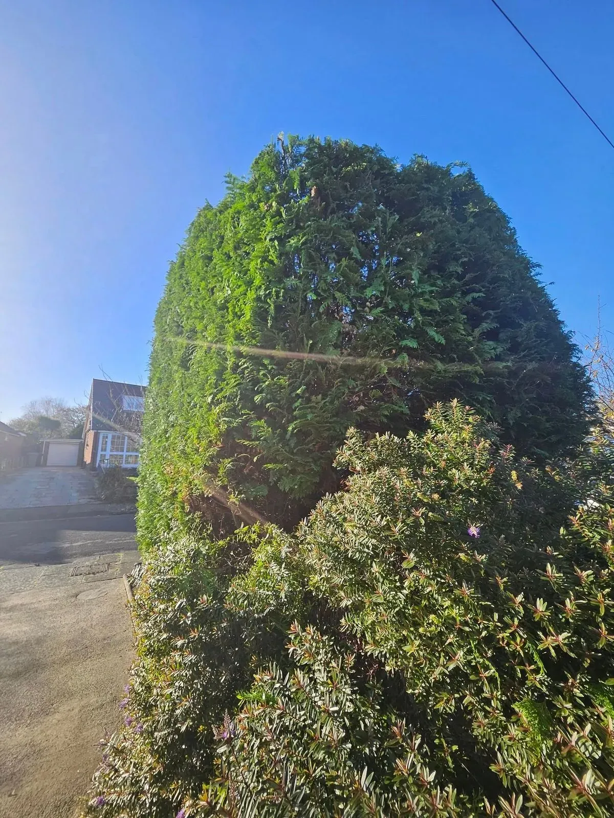 Hedge work, pollarding, firewood sales image