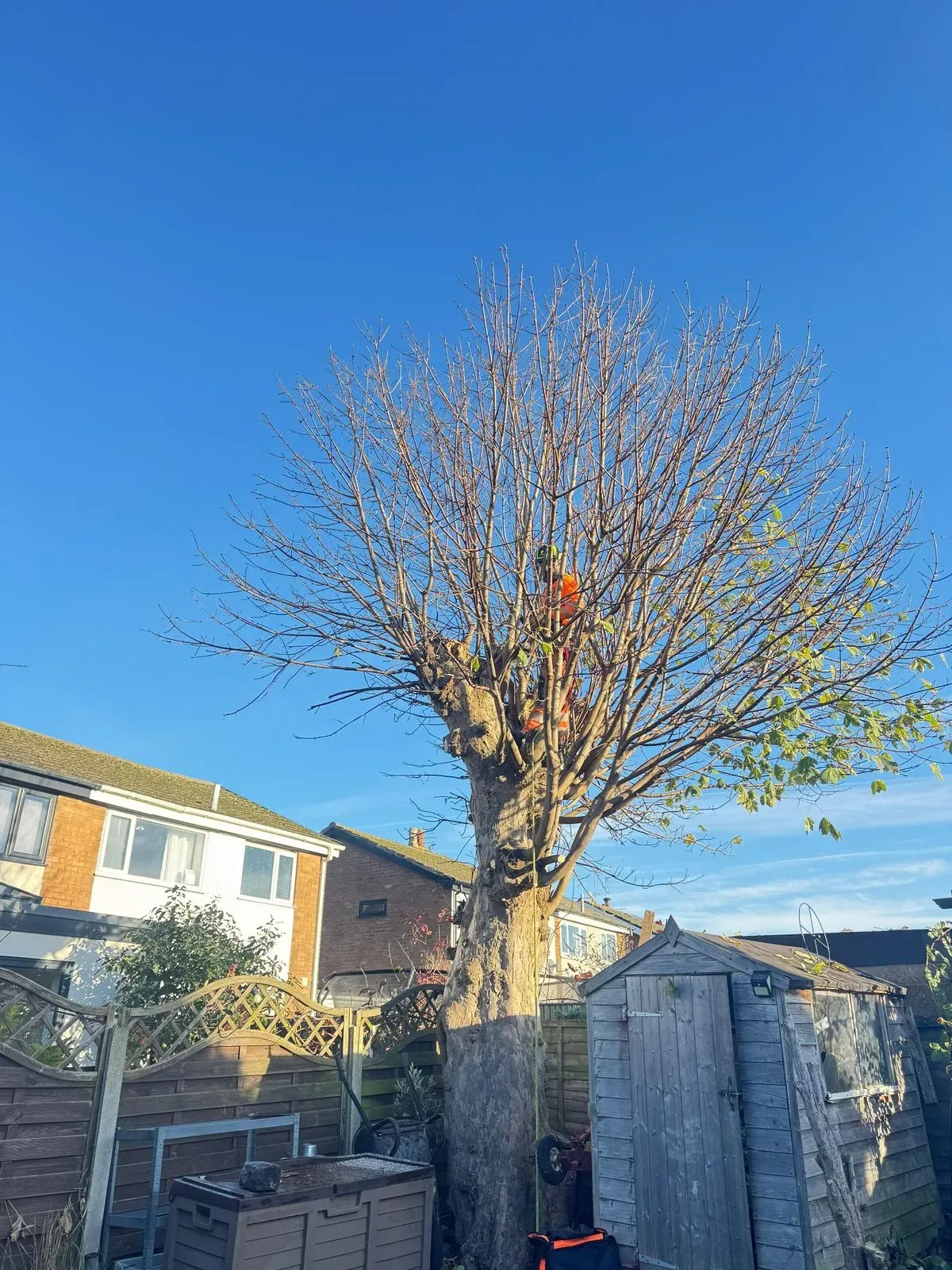 Tree pruning image background image