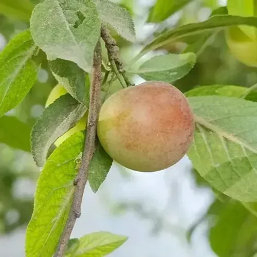 FRUIT TREE 001 thumbnail image