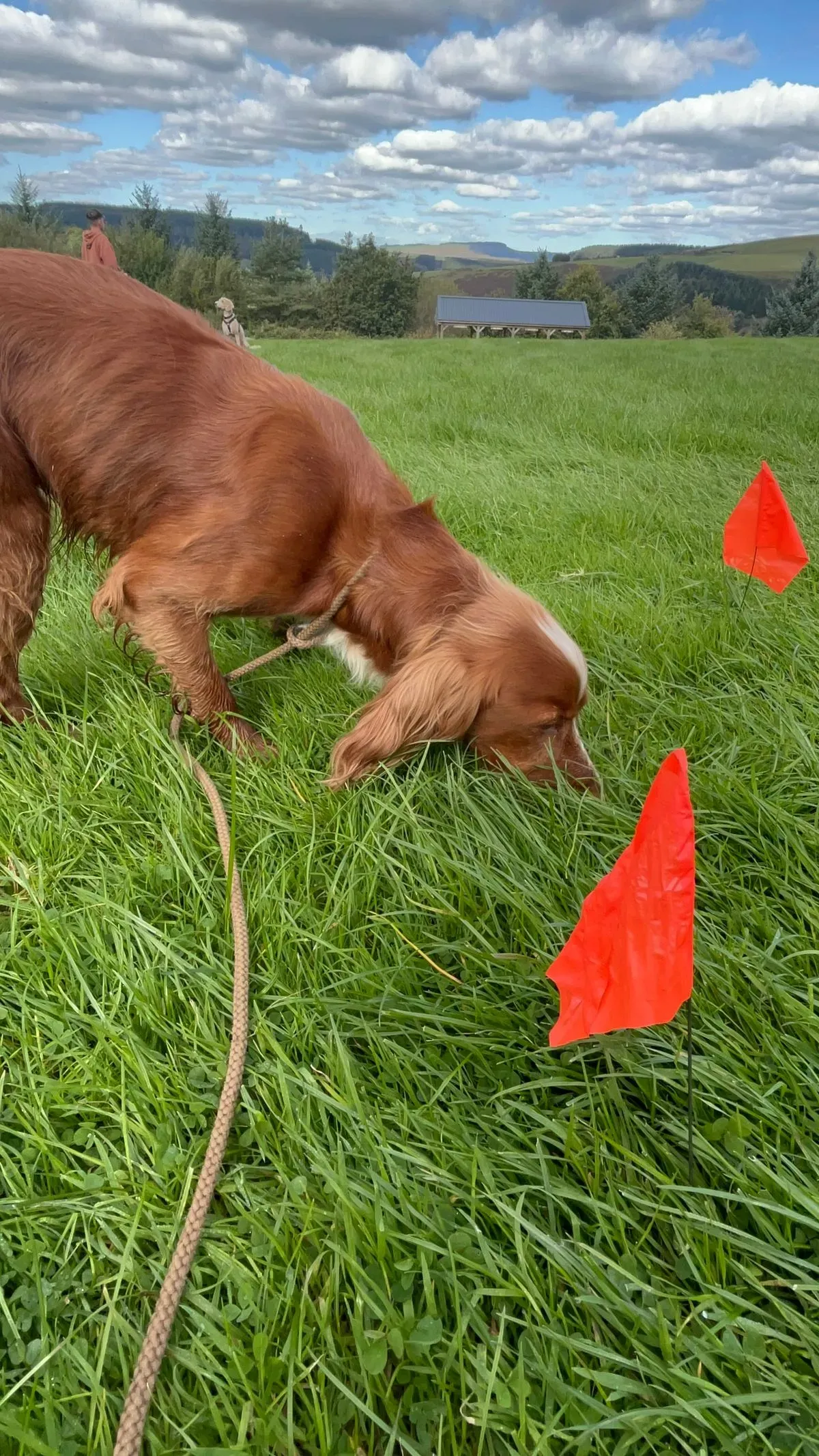 Pet gundog foundation skills training image background image
