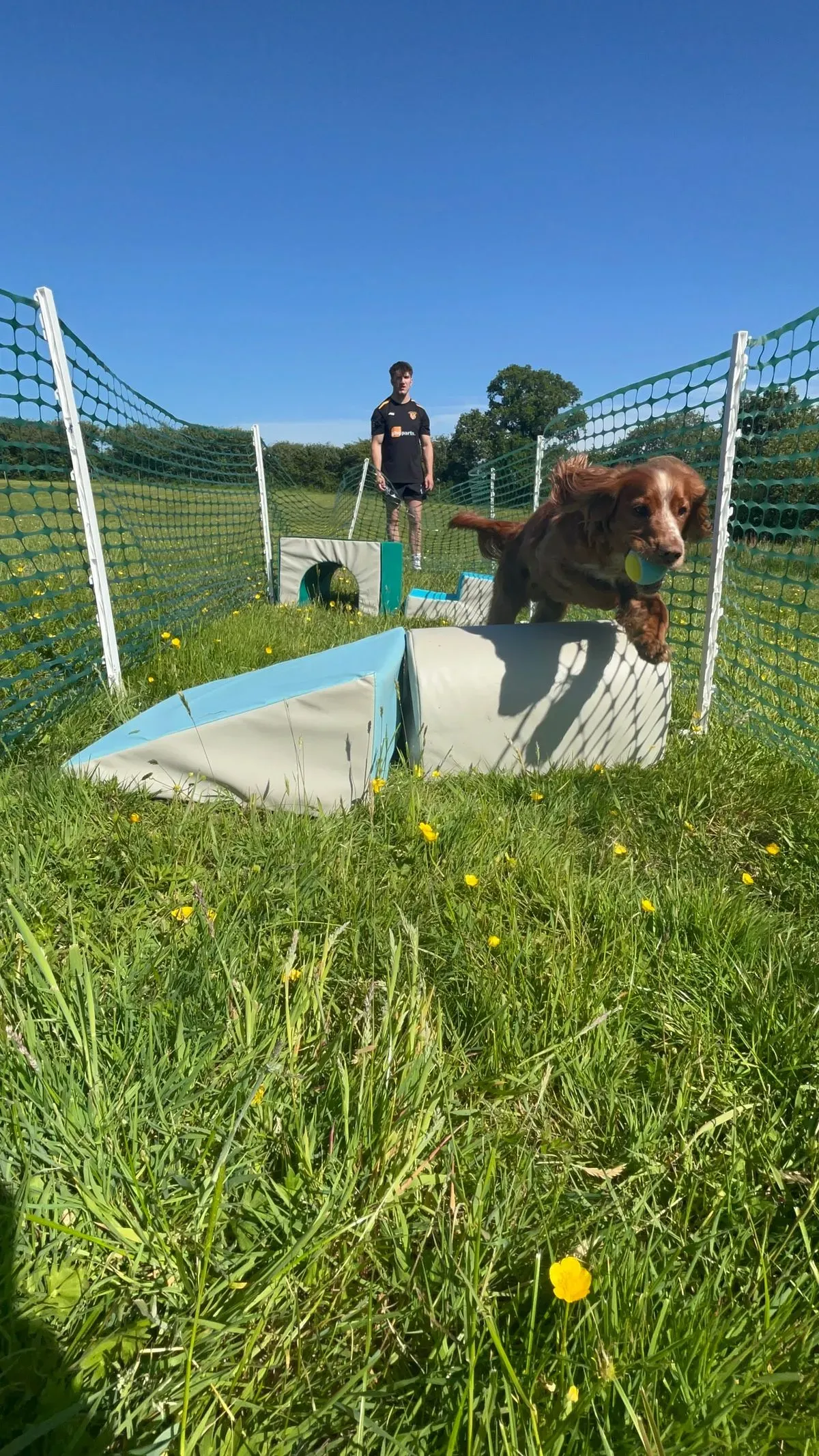 Private dog training sessions image background image