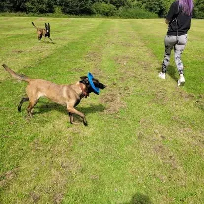 Dogs playing together during a walk in Newmains