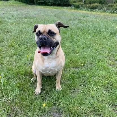 Dog playing in a scenic area of Newmains