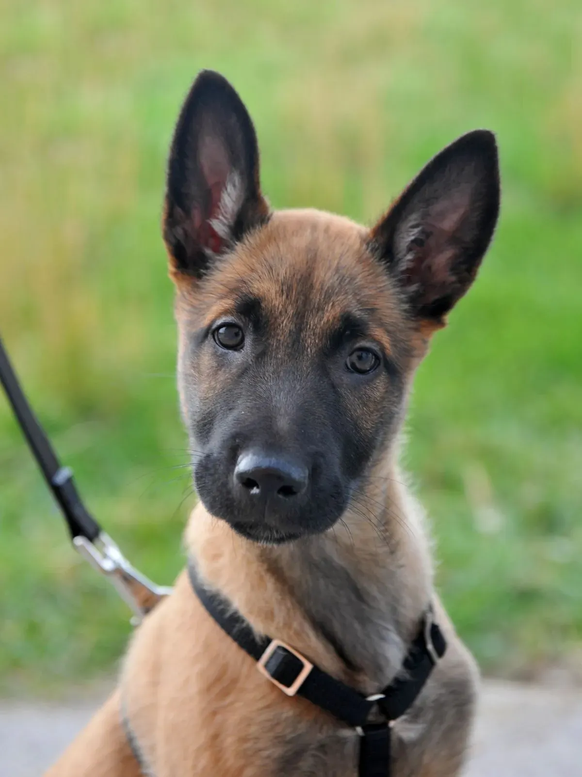 Basic Obedience Training image