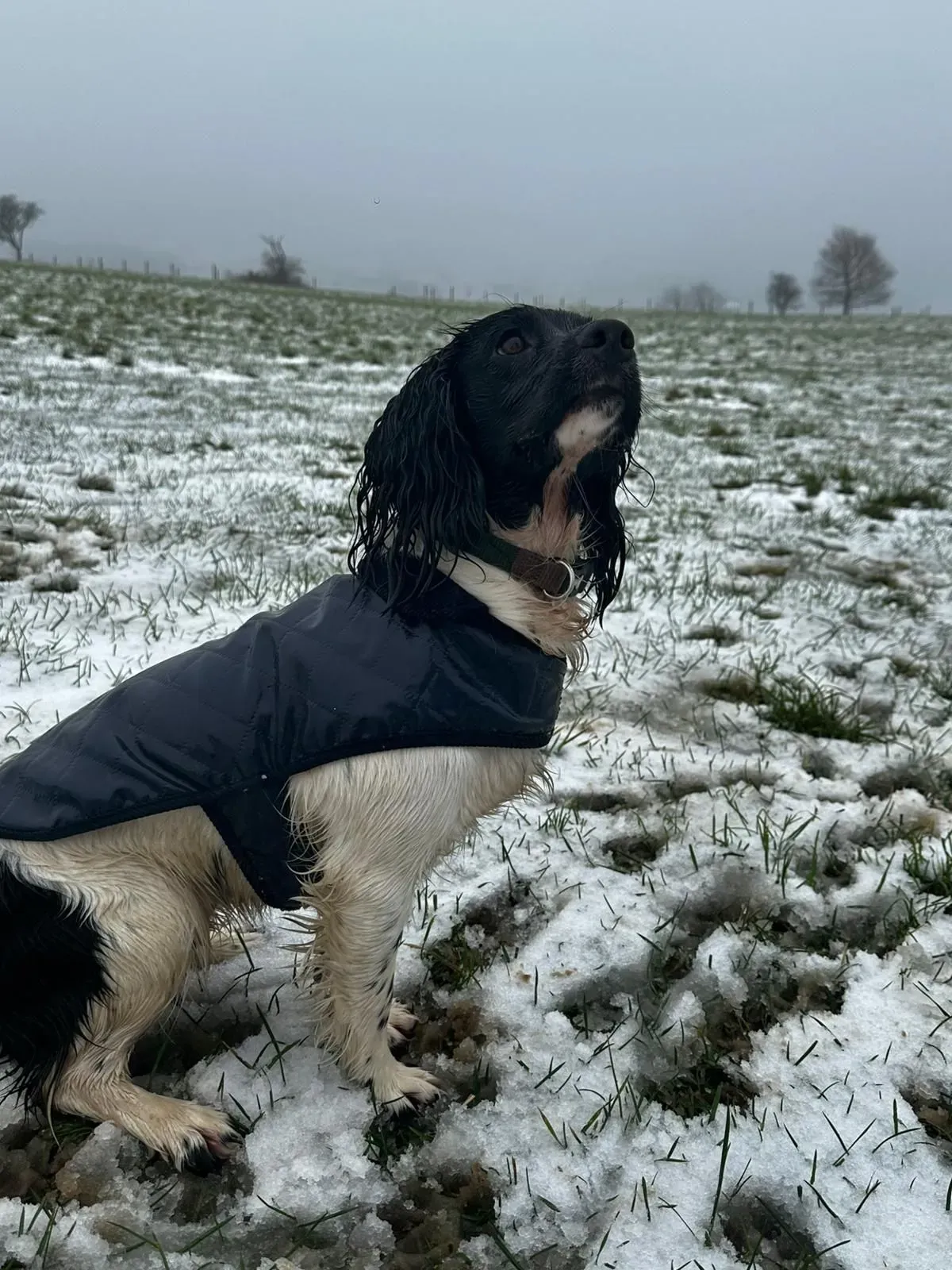 Descriptive text for the image