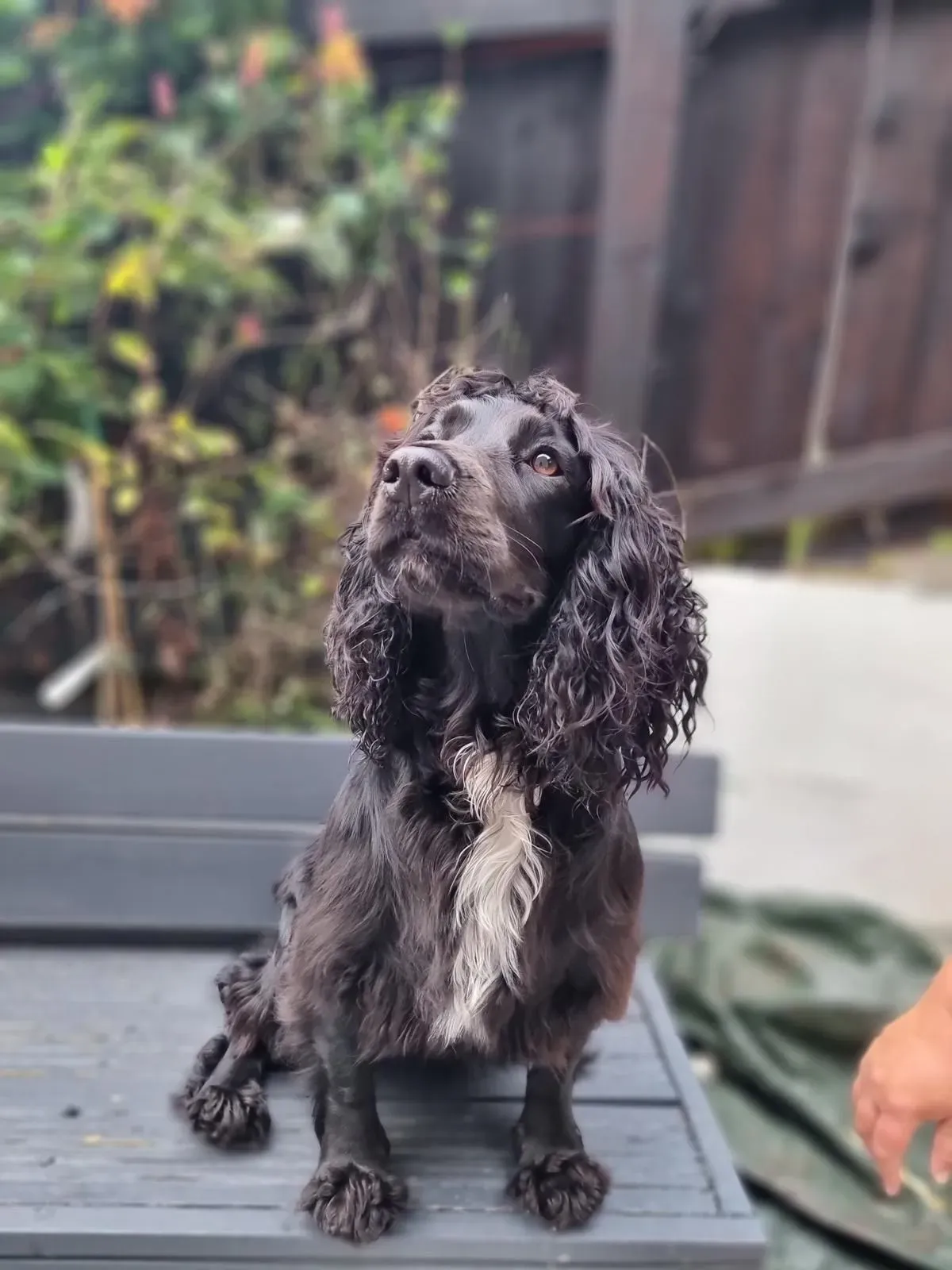 House visits and pet check up in Glynneath