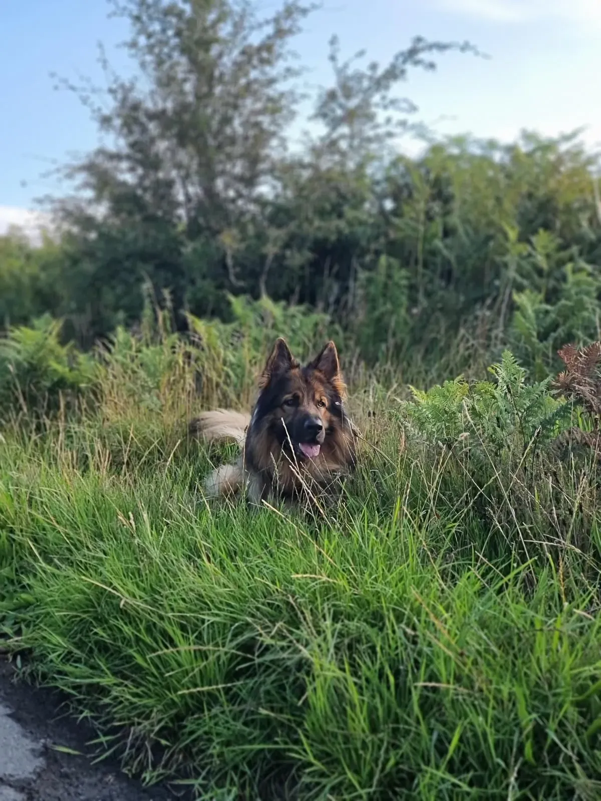 Descriptive text for the image