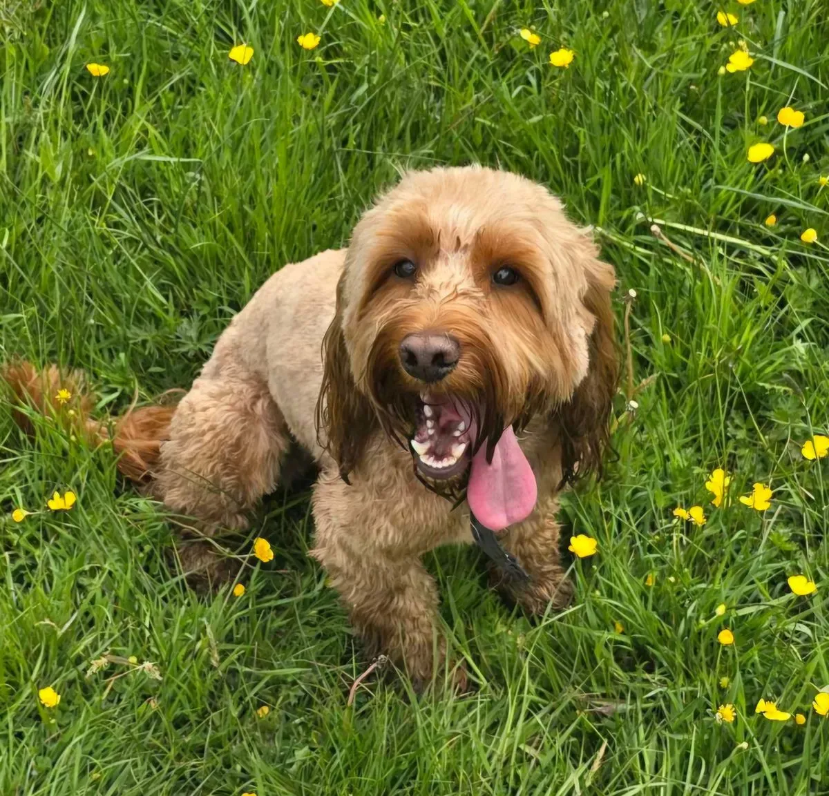 Descriptive text for the image