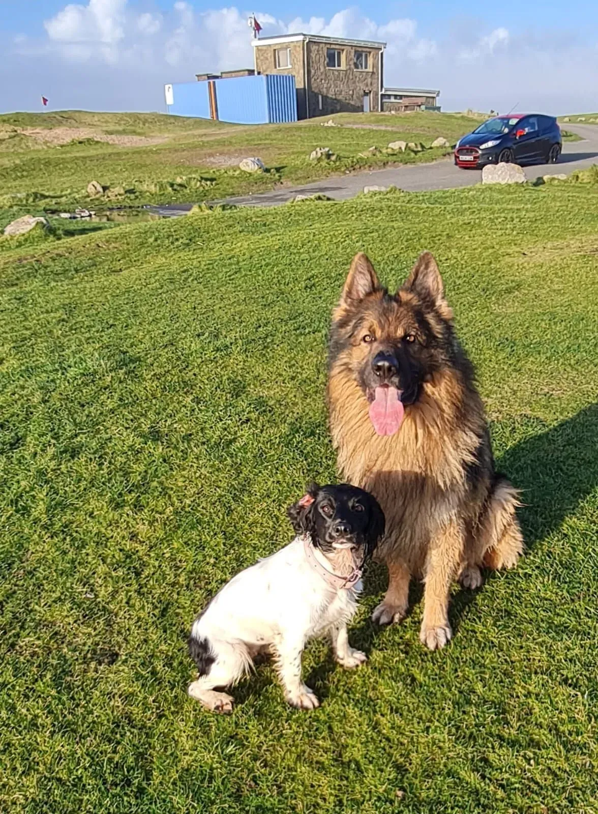 Dog walking pick up and drop off service in Glynneath