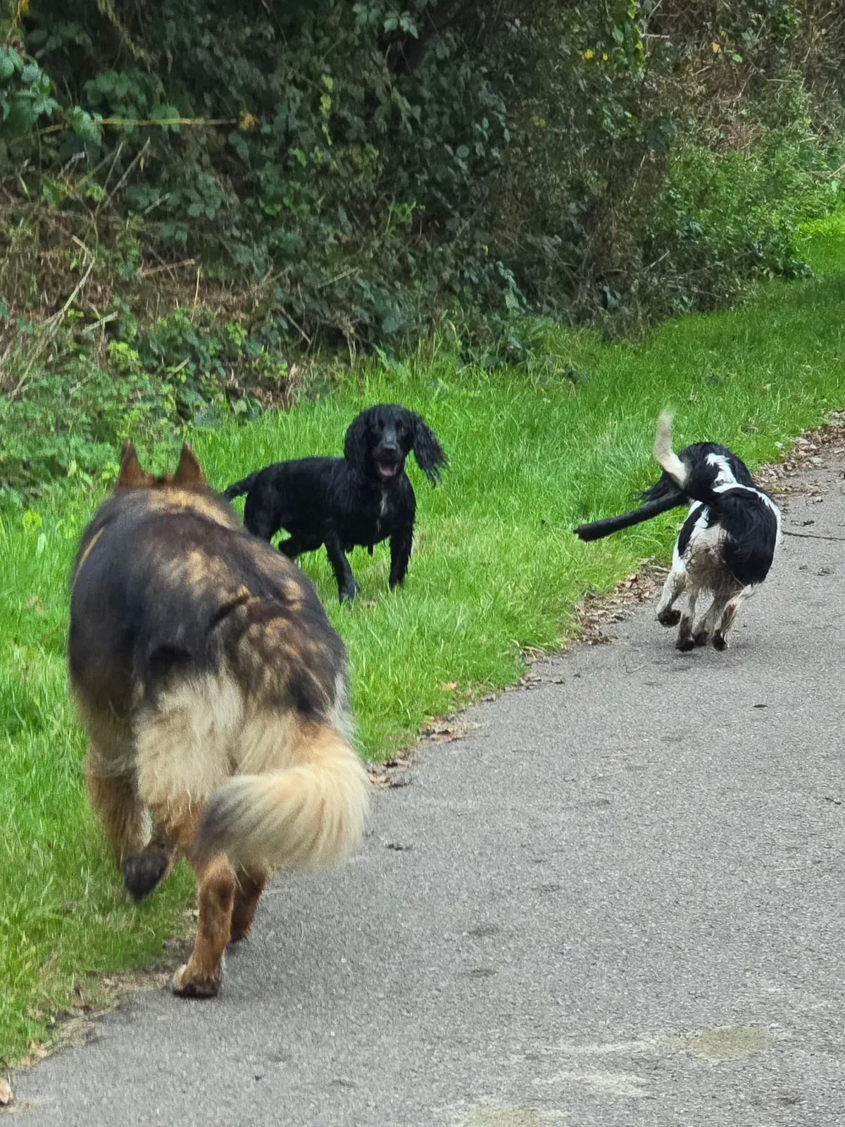 Descriptive text for the image