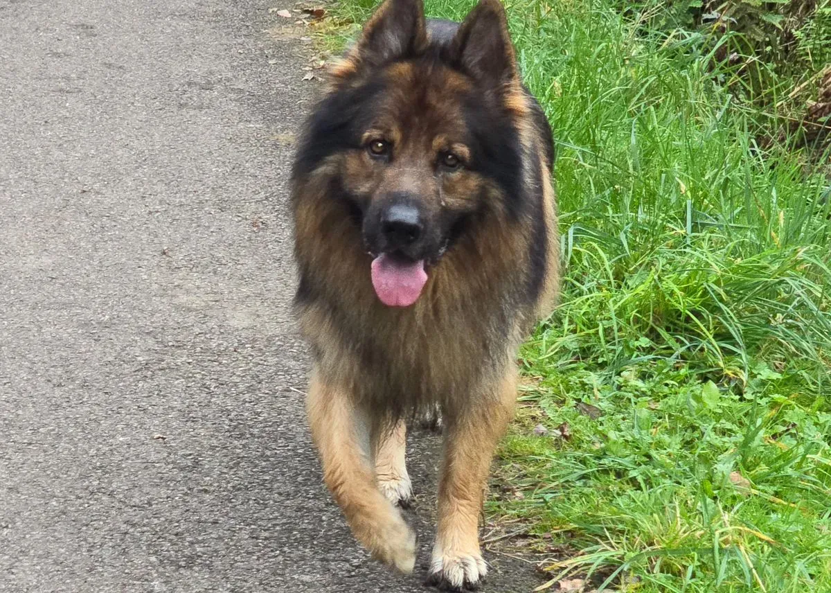 Descriptive text for the image