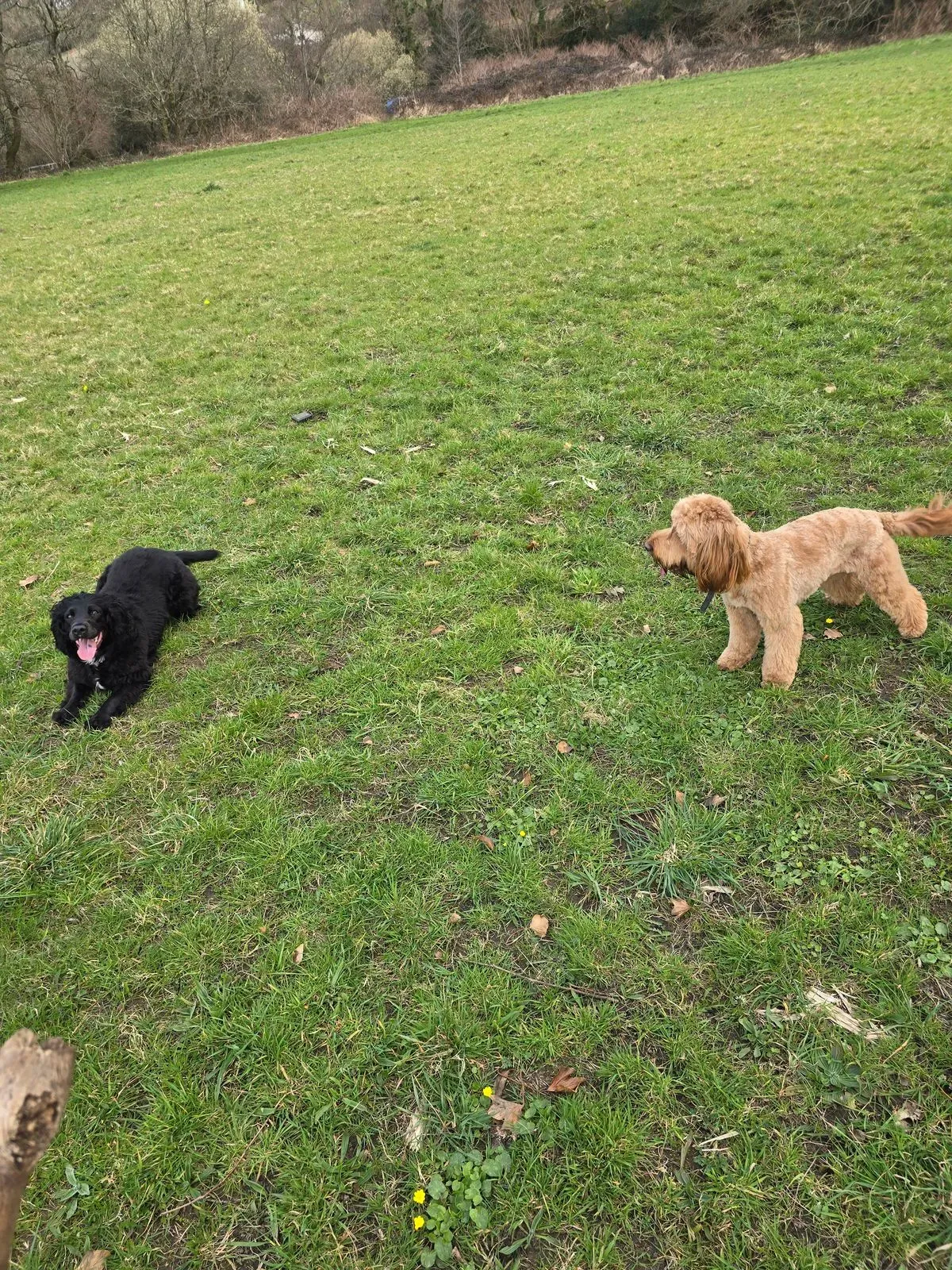 Descriptive text for the image