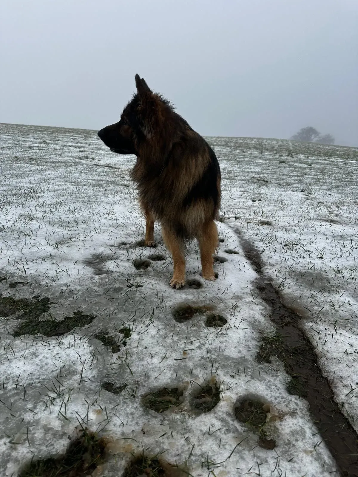 Descriptive text for the image