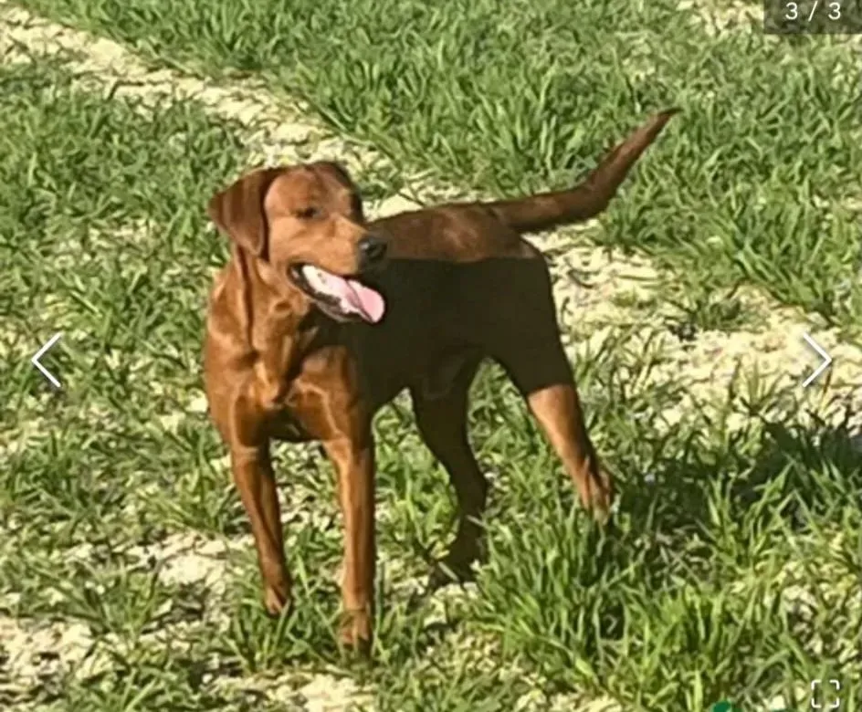 Descriptive text for the image