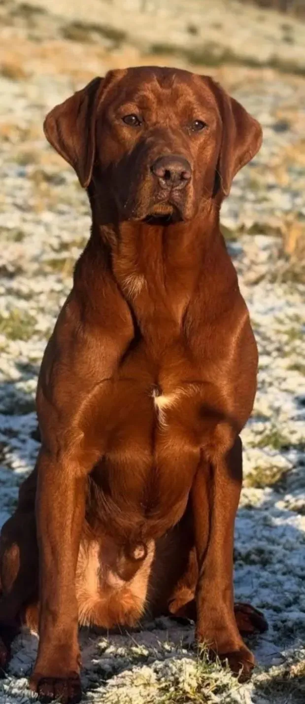 Descriptive text for the image