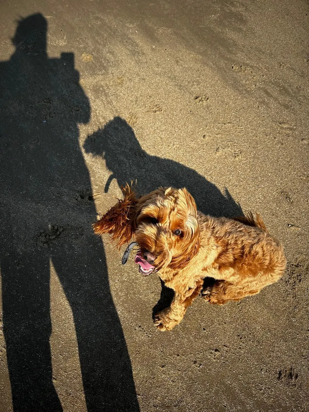 Descriptive text for the image