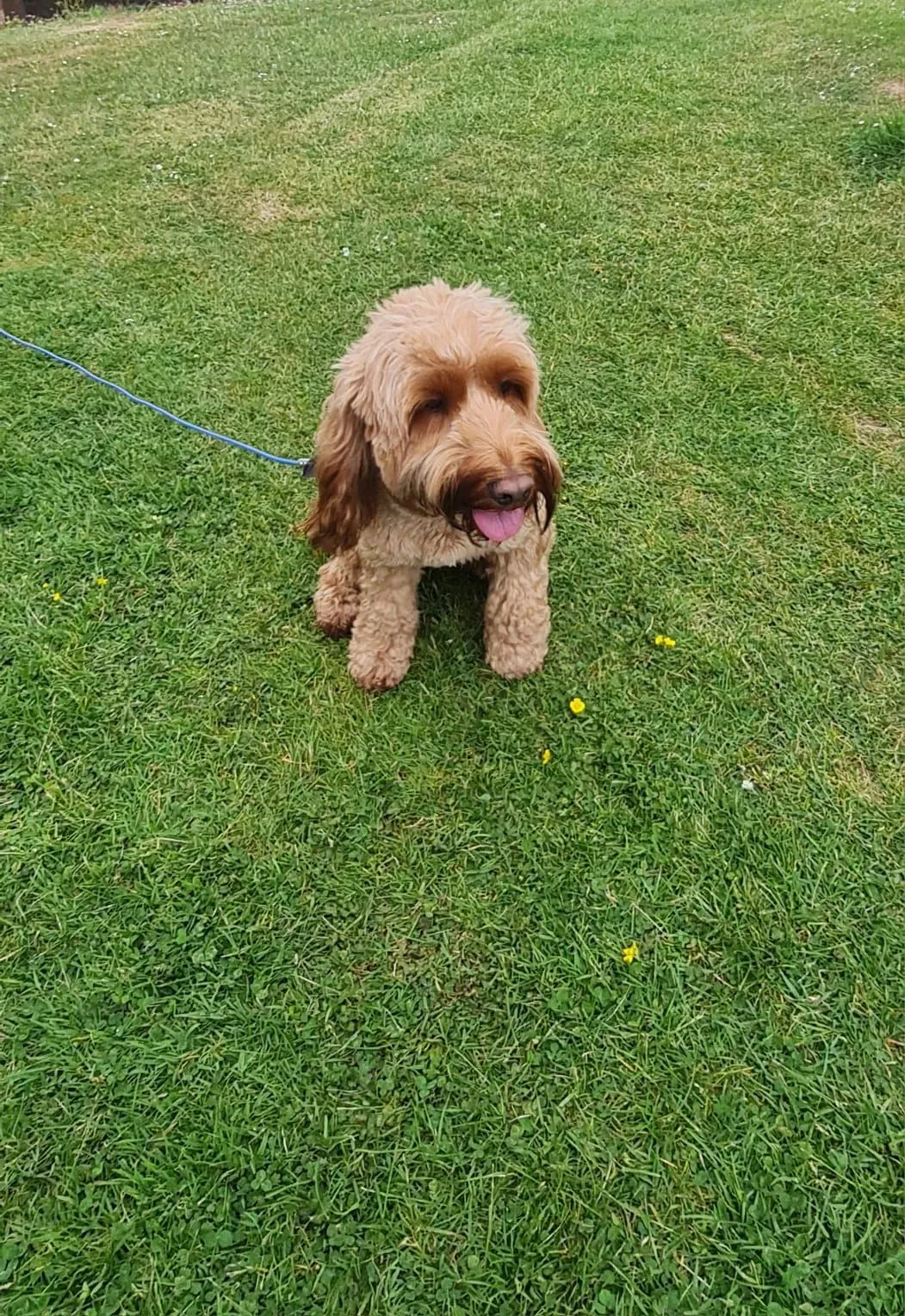 Descriptive text for the image