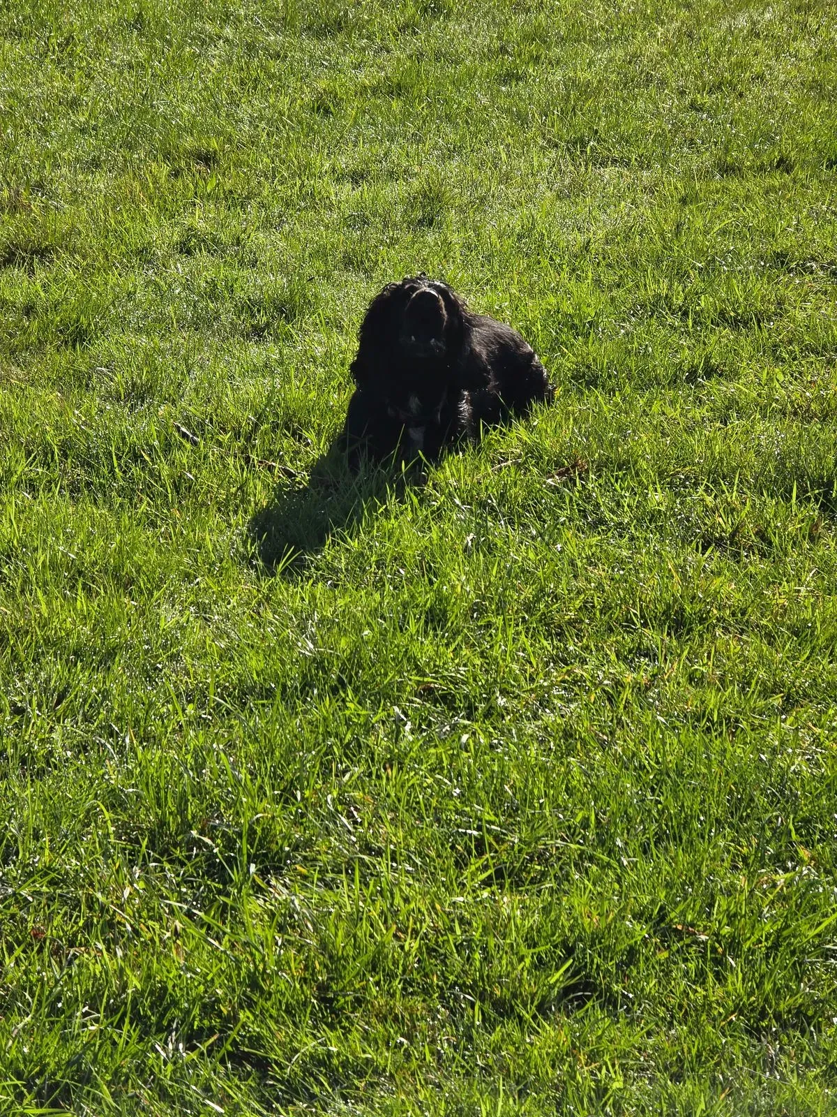 Dog walker in Glynneath