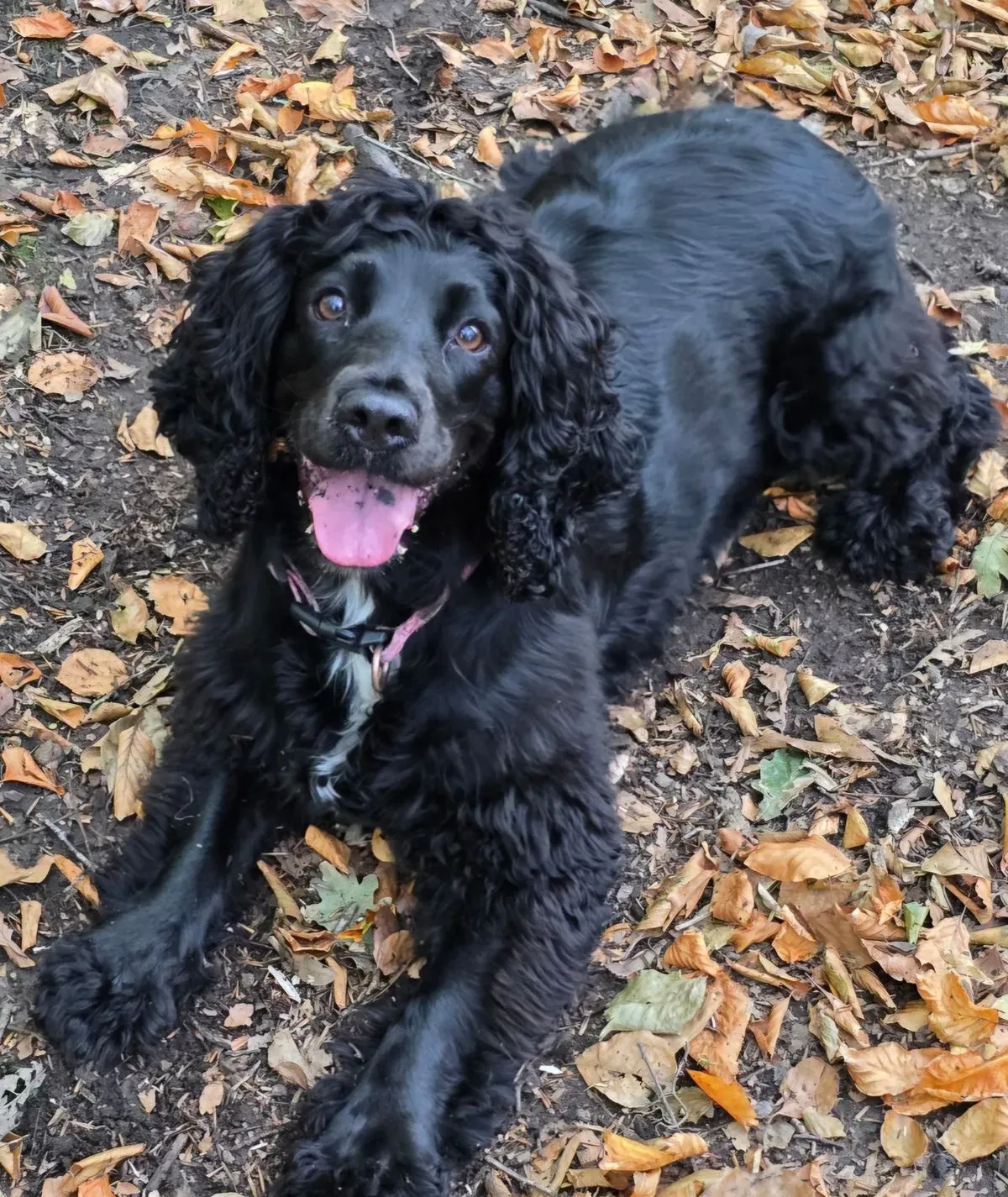 Doggy day care drop off and collect in Aberdare