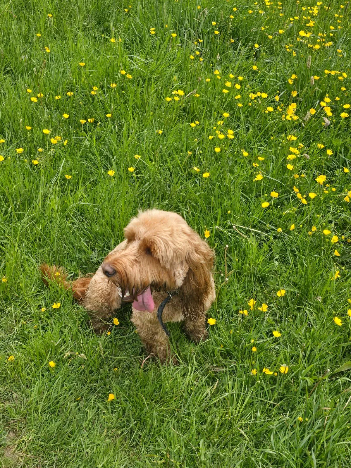 Descriptive text for the image