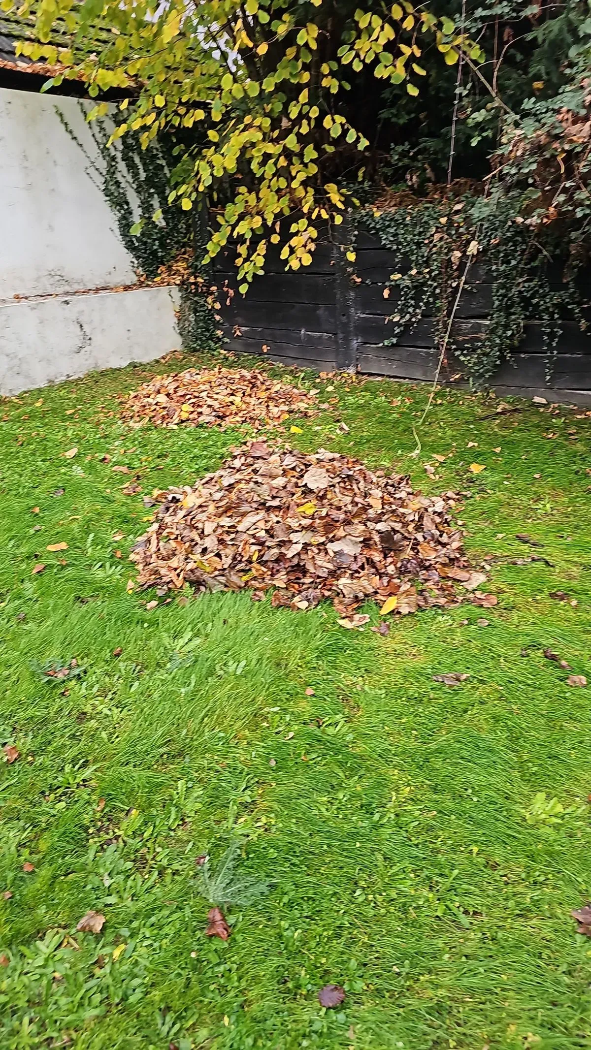 Leaf removal image background image