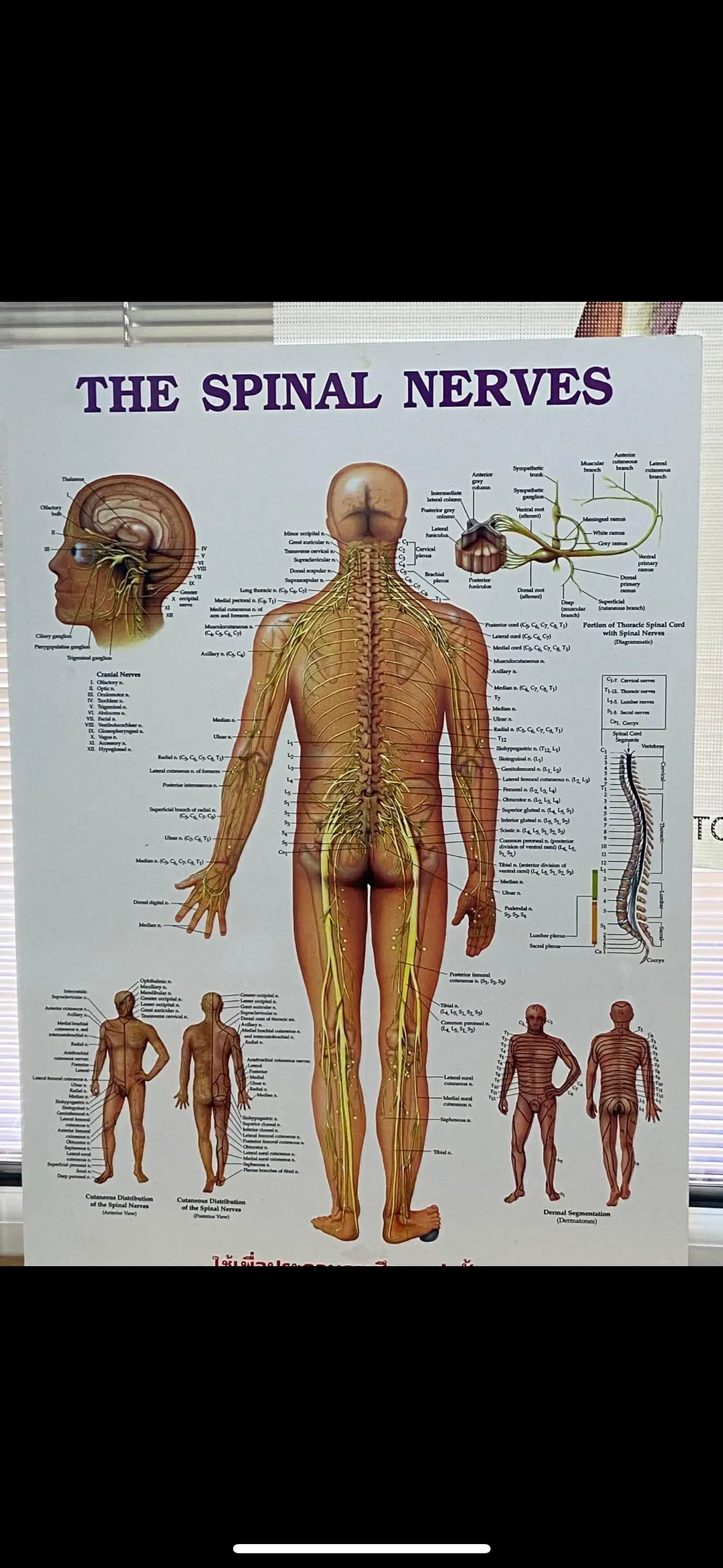 Descriptive text for the image