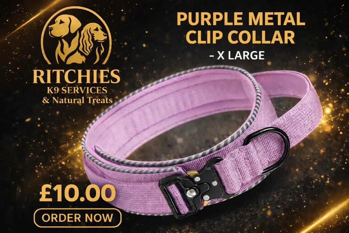 8228828405665-p50duklgiv2uakcuzw30s-purple-xl thumbnail image