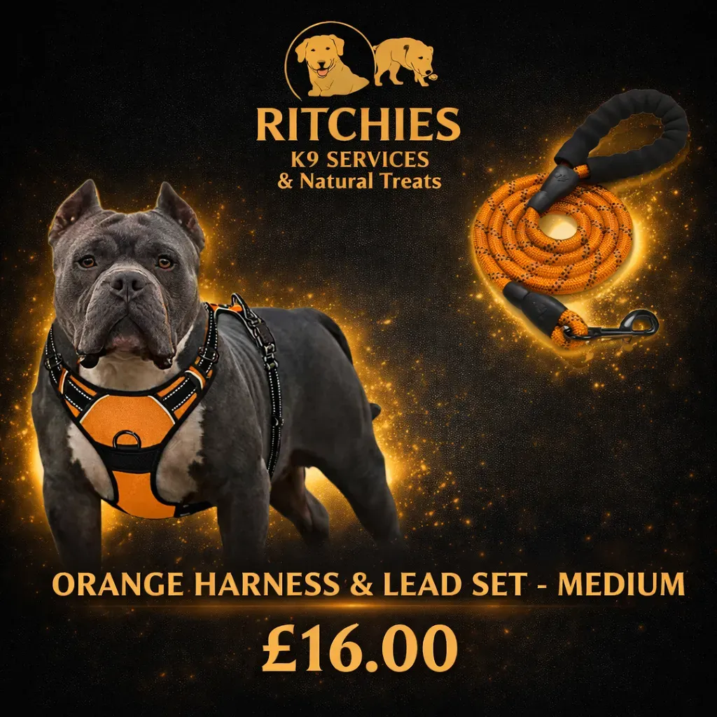8228832277810-1opk557yt3sjfscwme0p2-orange-med thumbnail image