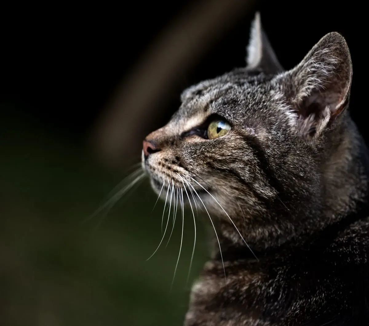 Pet Photography