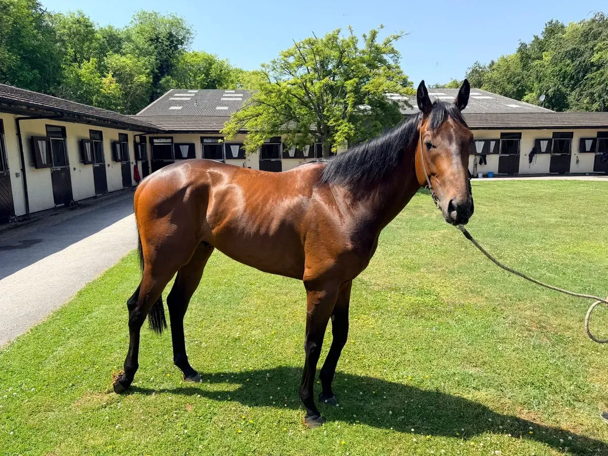 Experience the Thrill of Racehorse Ownership