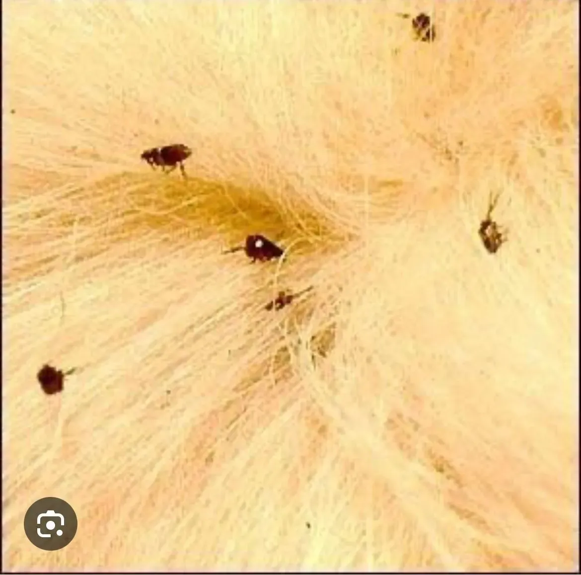 Flea and tick treatments image background image