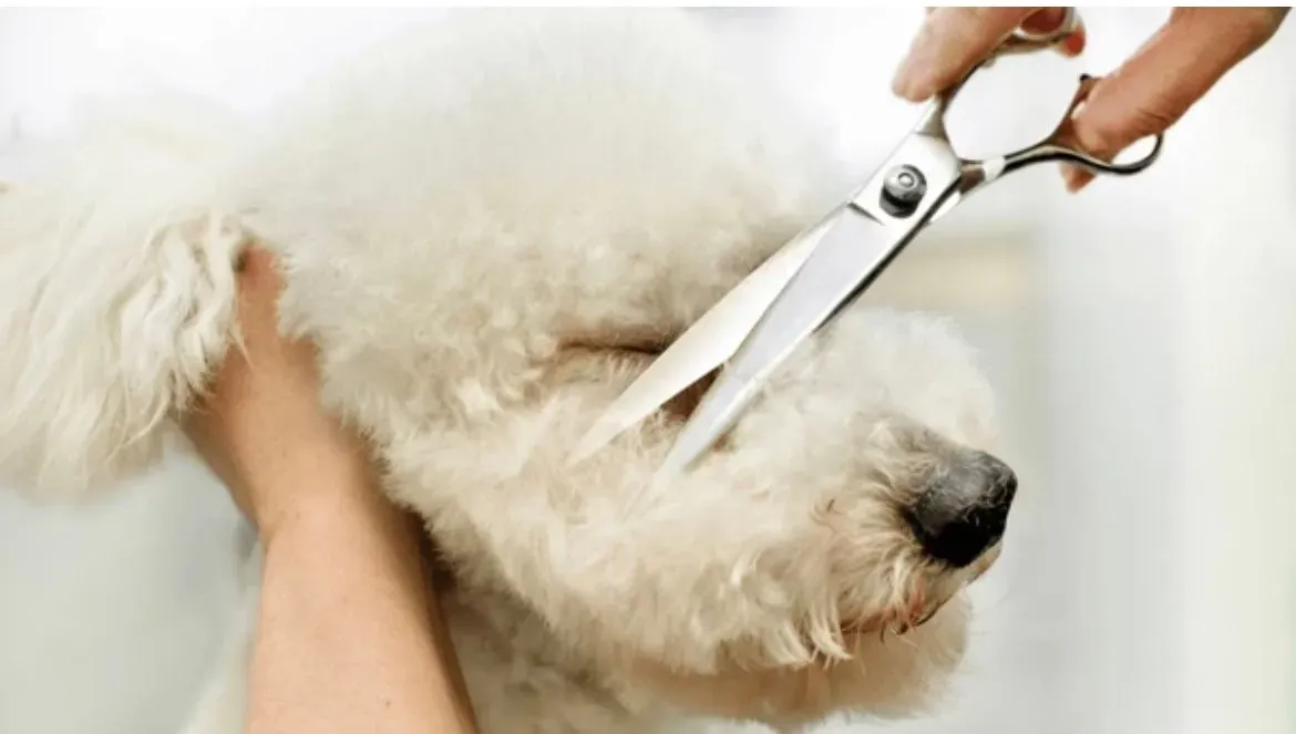Mini grooming packages image background image
